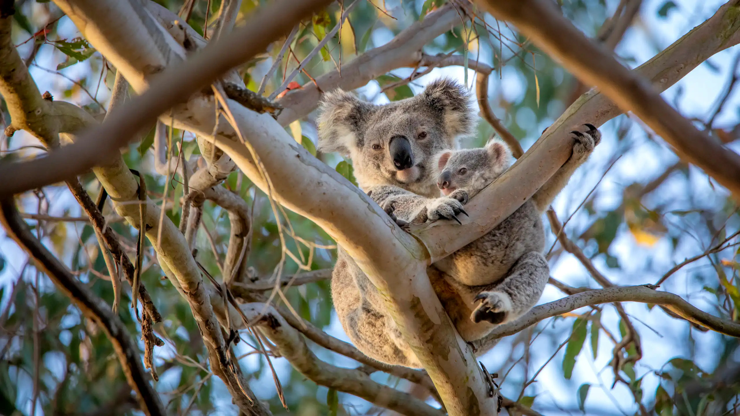 A grey, fluffy koala with its joey in tree branches.