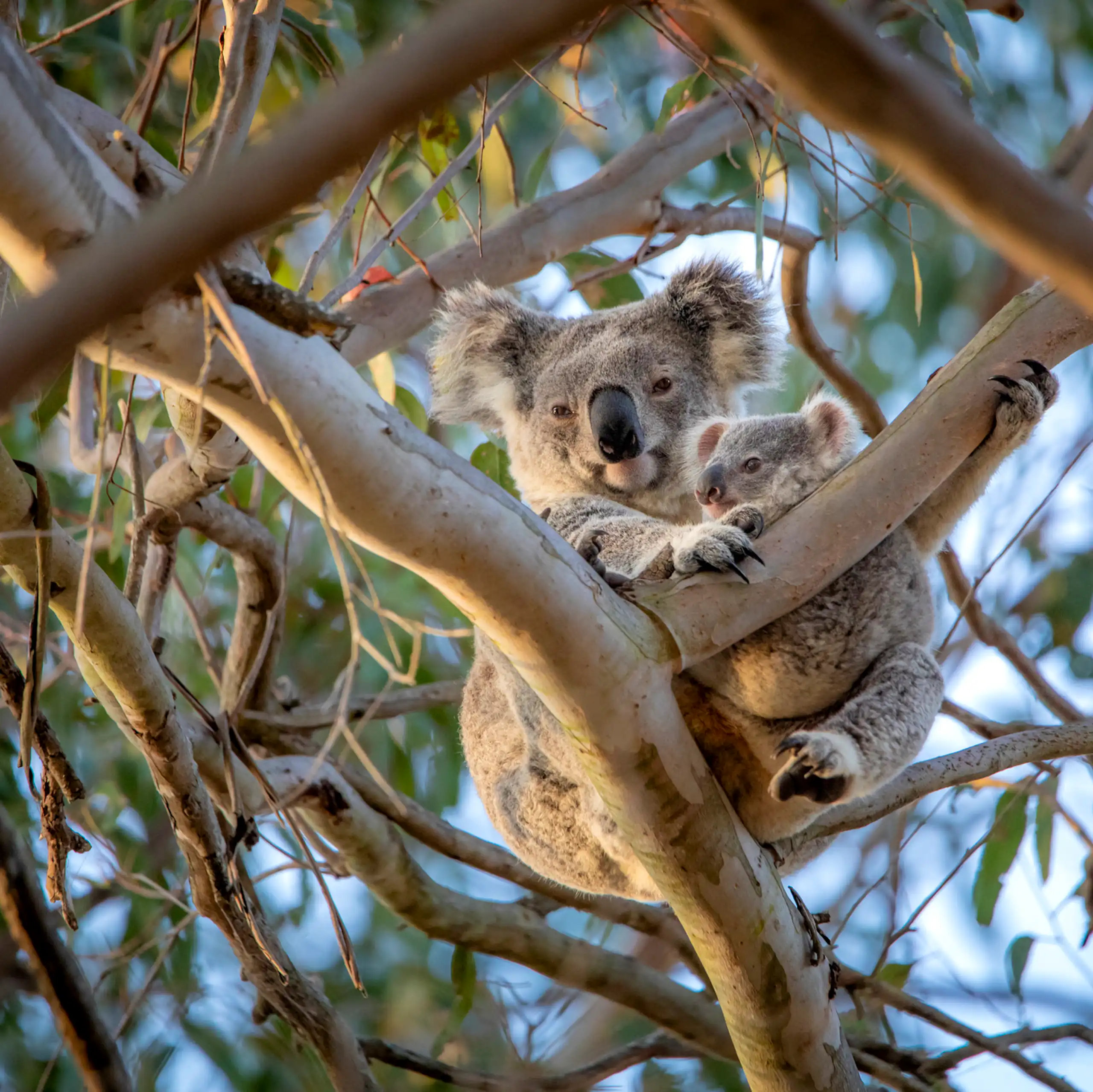 A grey, fluffy koala with its joey in tree branches.