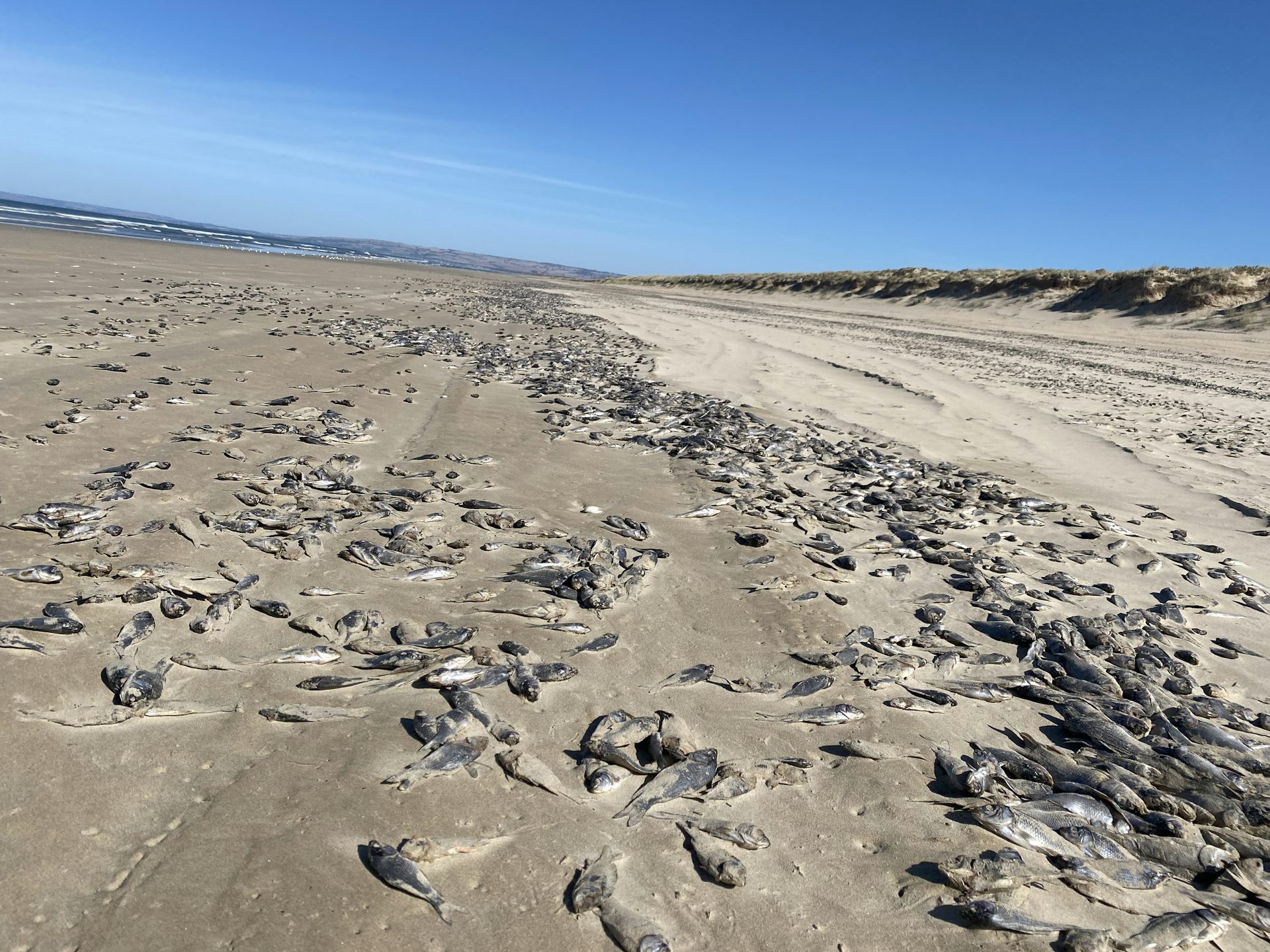 beach with piles of dead fish piled up, blue sky.