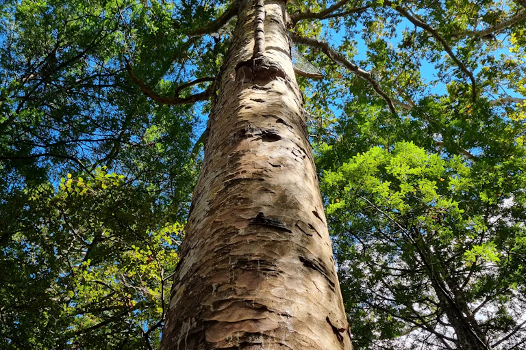 A kauri tree trunk with the canopy above