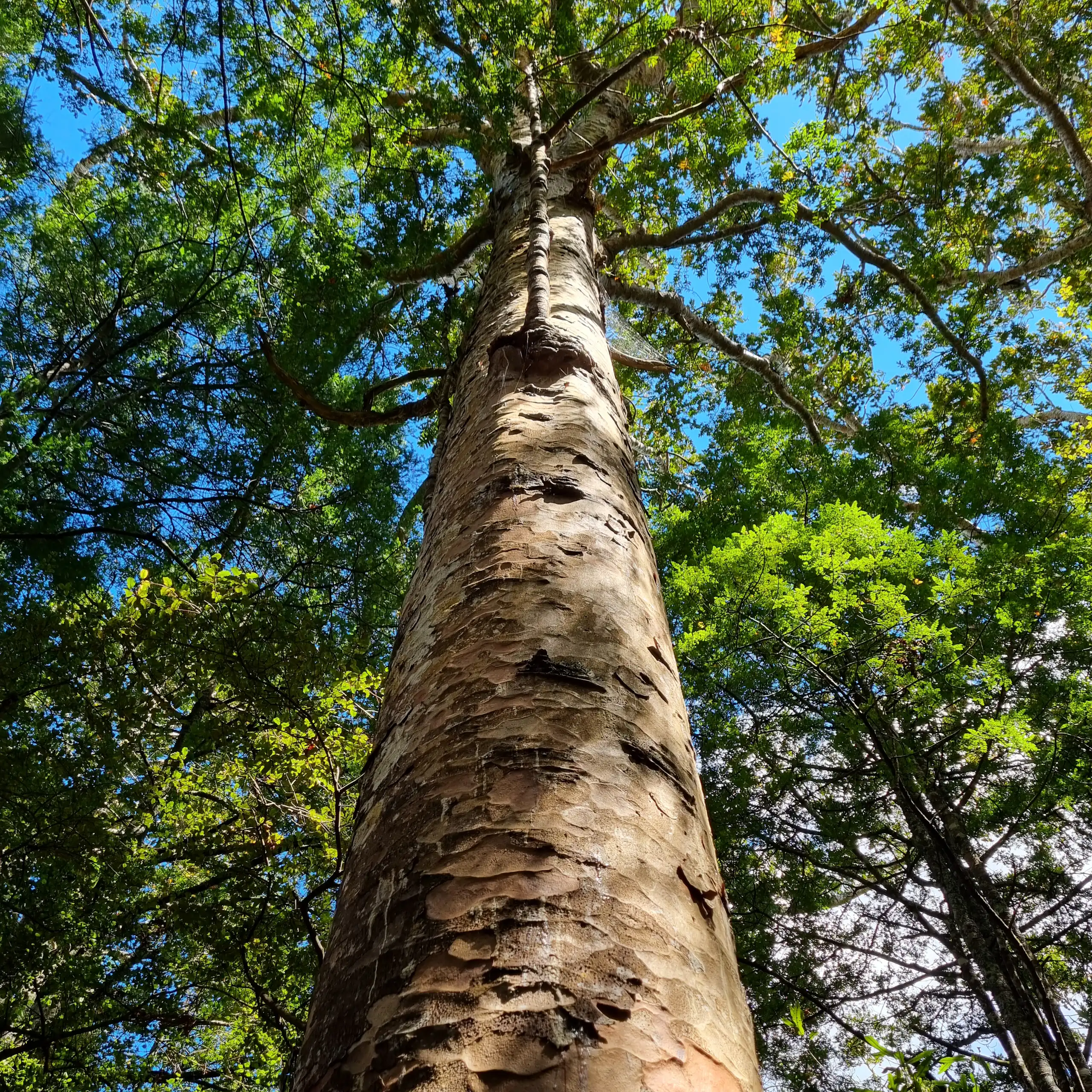 A kauri tree trunk with the canopy above