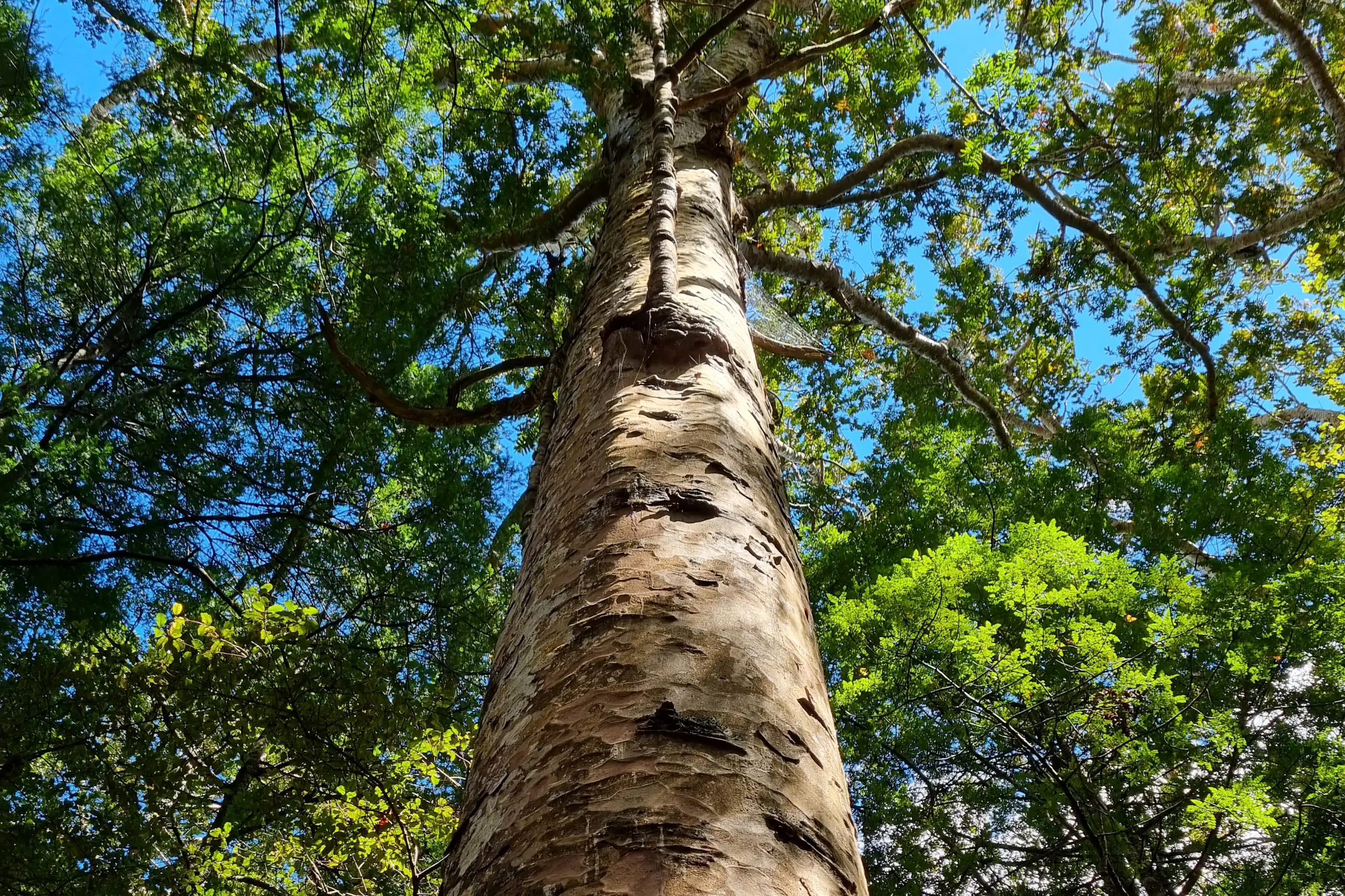 A kauri tree trunk with the canopy above
