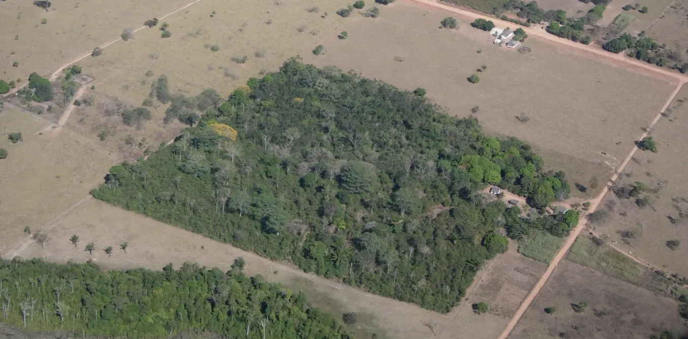 EnviroWireDaily — Small forest fragments can protect more birds when the surrounding landscape is more helpful