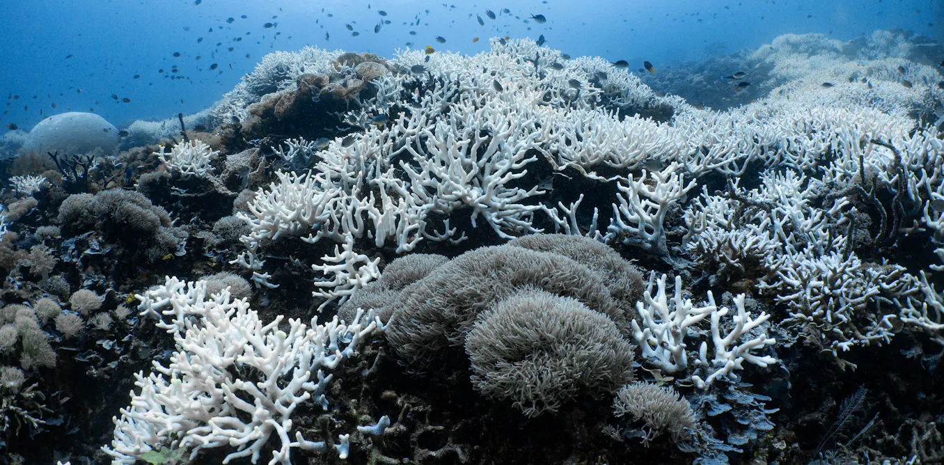 EduWireDaily — Two decades of research show Indonesia’s coral reefs are heat-tolerant — but only up to a point