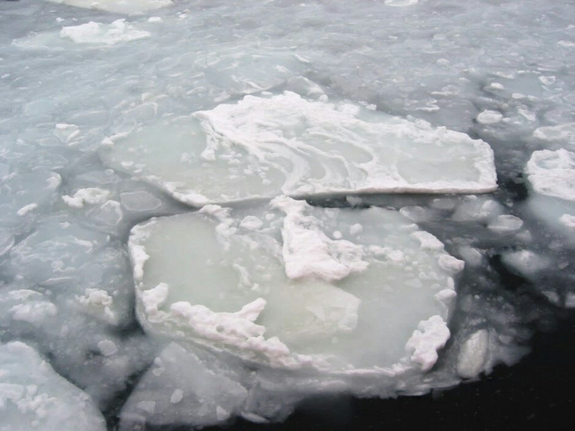 Chunks of sea ice that have been broken up wave pulverisation and darkened by algae.