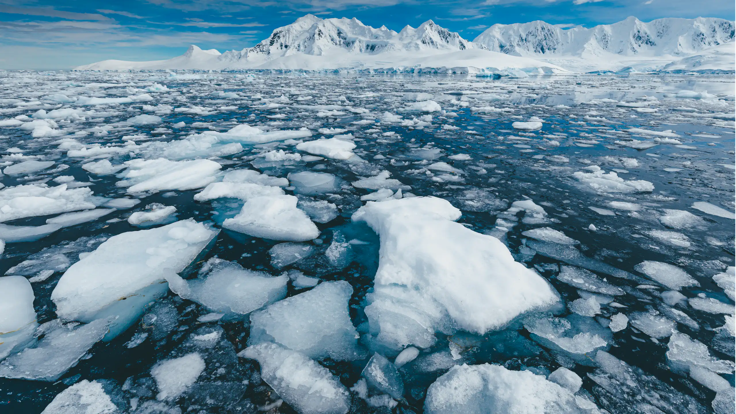 Sea ice at the fringe of an iceberg.