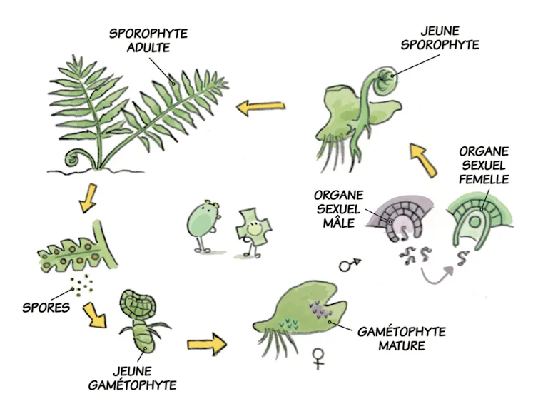 Inexperienced algae, ferns and moss: how do vegetation with out flora reproduce? 1 file 20260608 57 5sj928.png?ixlib=rb 4.1