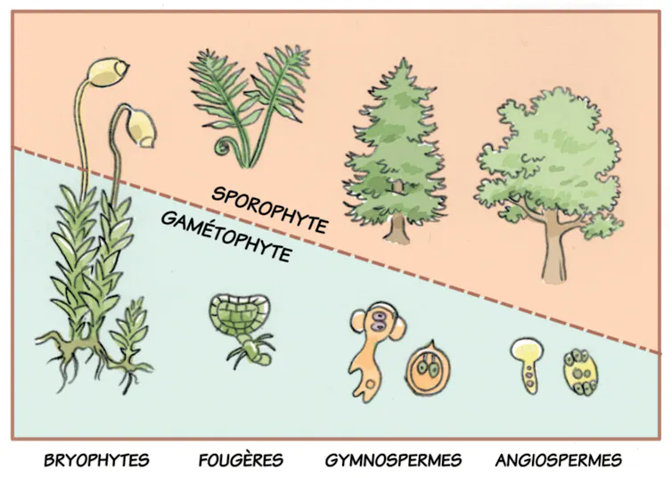 Inexperienced algae, ferns and moss: how do vegetation with out flora reproduce? 2 file 20260608 57 j4fsug.png?ixlib=rb 4.1