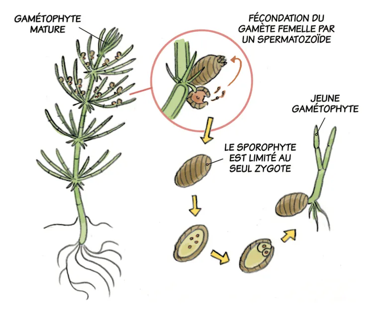 Inexperienced algae, ferns and moss: how do vegetation with out flora reproduce? 3 file 20260608 57 lo4x2b.png?ixlib=rb 4.1