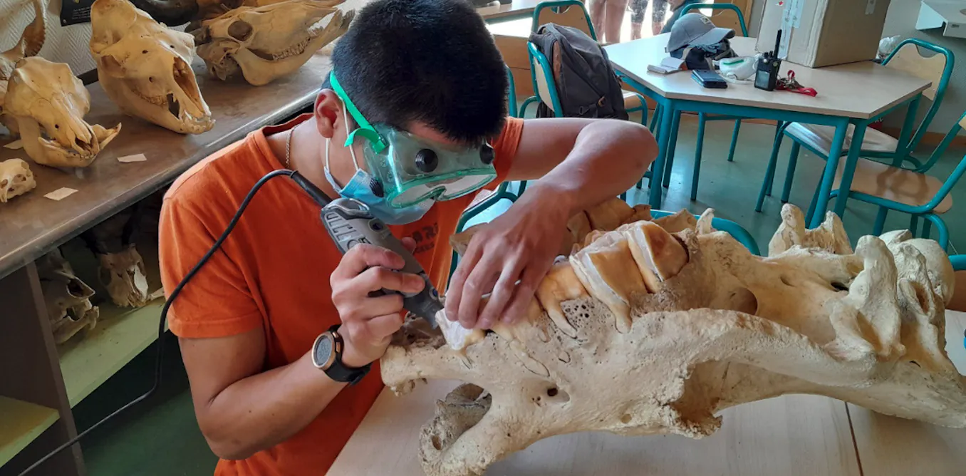 EnviroWireDaily — Did Neanderthals use rhinoceros teeth as tools?