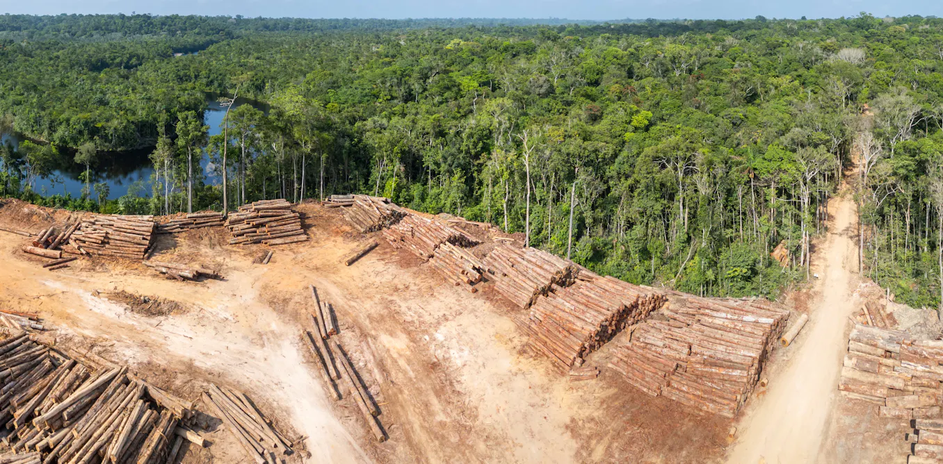 Tipping Points Uncovered: The Surprising Key to Saving Tropical Rainforests Forever