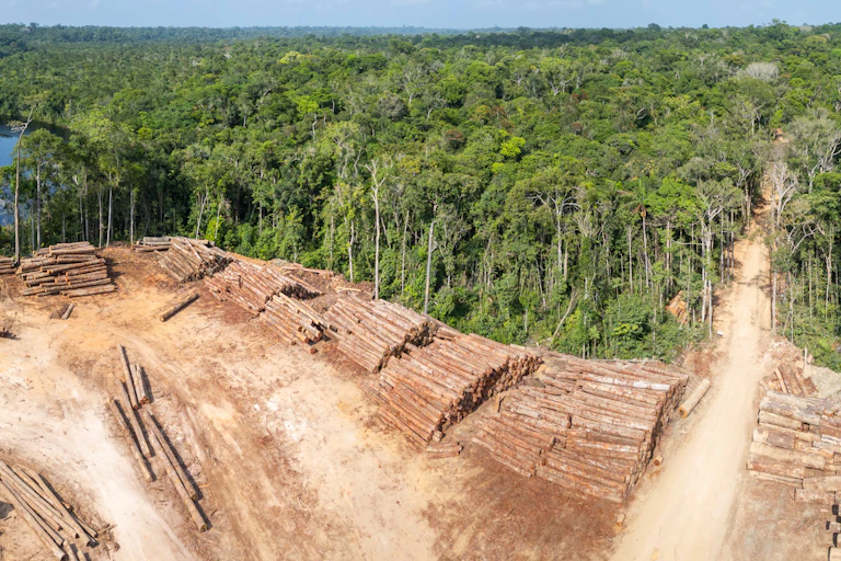 logging in amazon rainforest