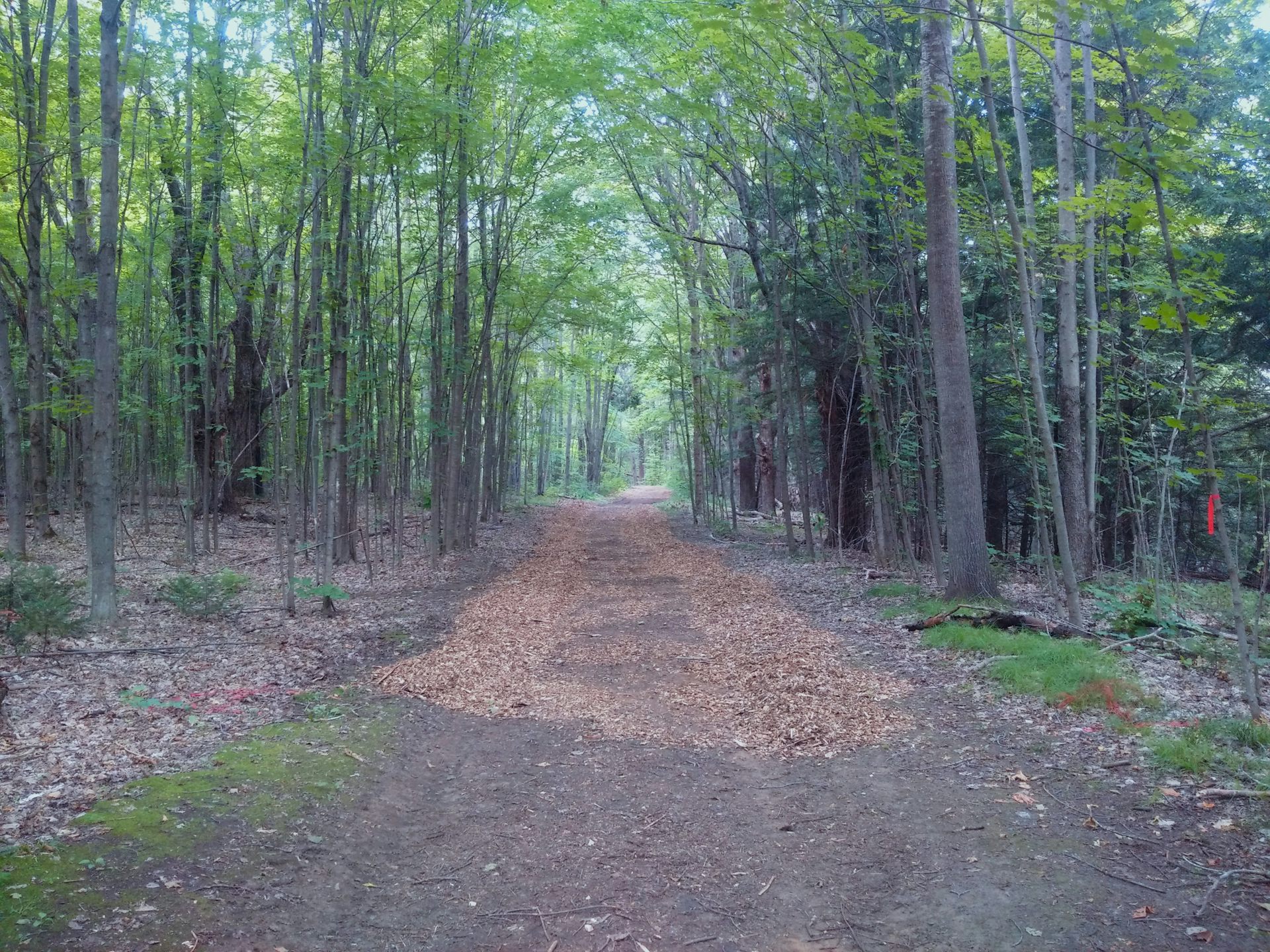 Camino recreativo con un metro de astillas de madera colocadas a cada lado.