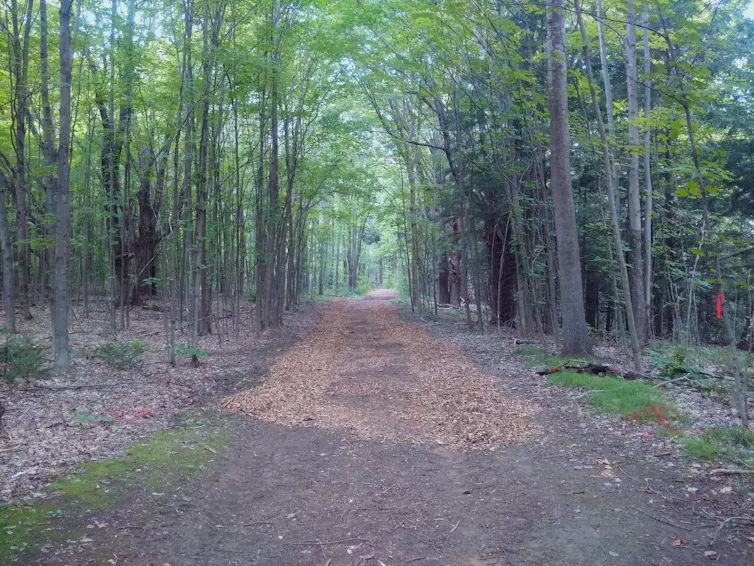 Cómo las astillas de madera pueden ayudar a mantener a las garrapatas alejadas de las vías 1 Camino recreativo con un metro de astillas de madera colocadas a cada lado.