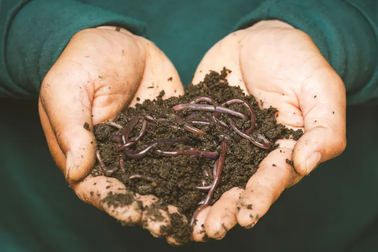 worms wriggle in soil, held in two open human hands