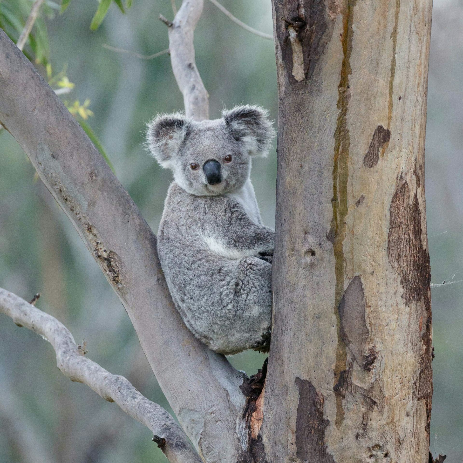 A grey koala sitting in between tree branches.