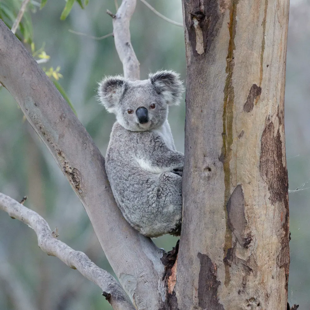 Koala numbers crashed across Australia 100,000 years ago. Global ...
