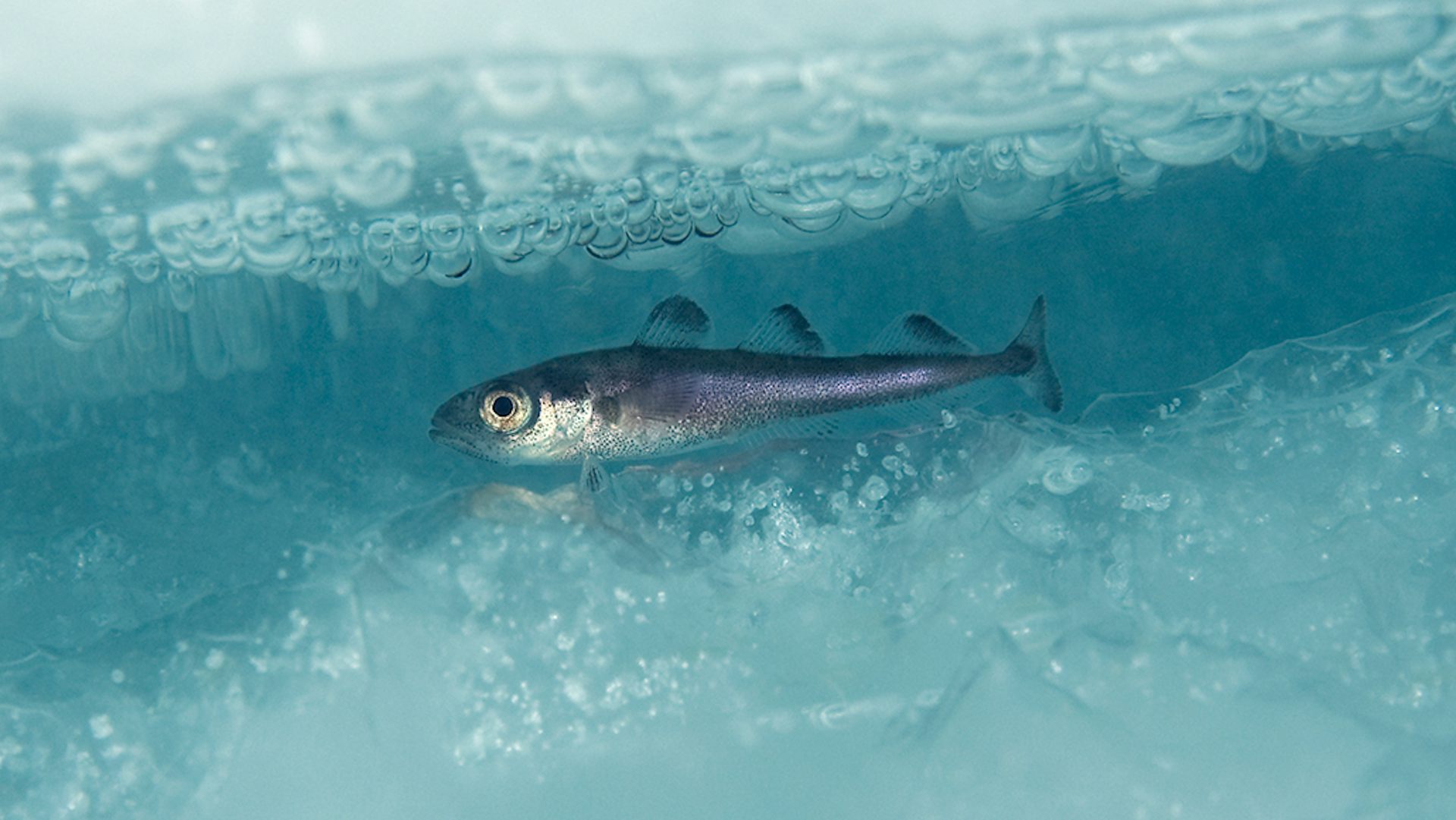 This successful Arctic fishing treaty has kept Russia, China, the US and others working together for 5 years – it could be a model for future diplomacy