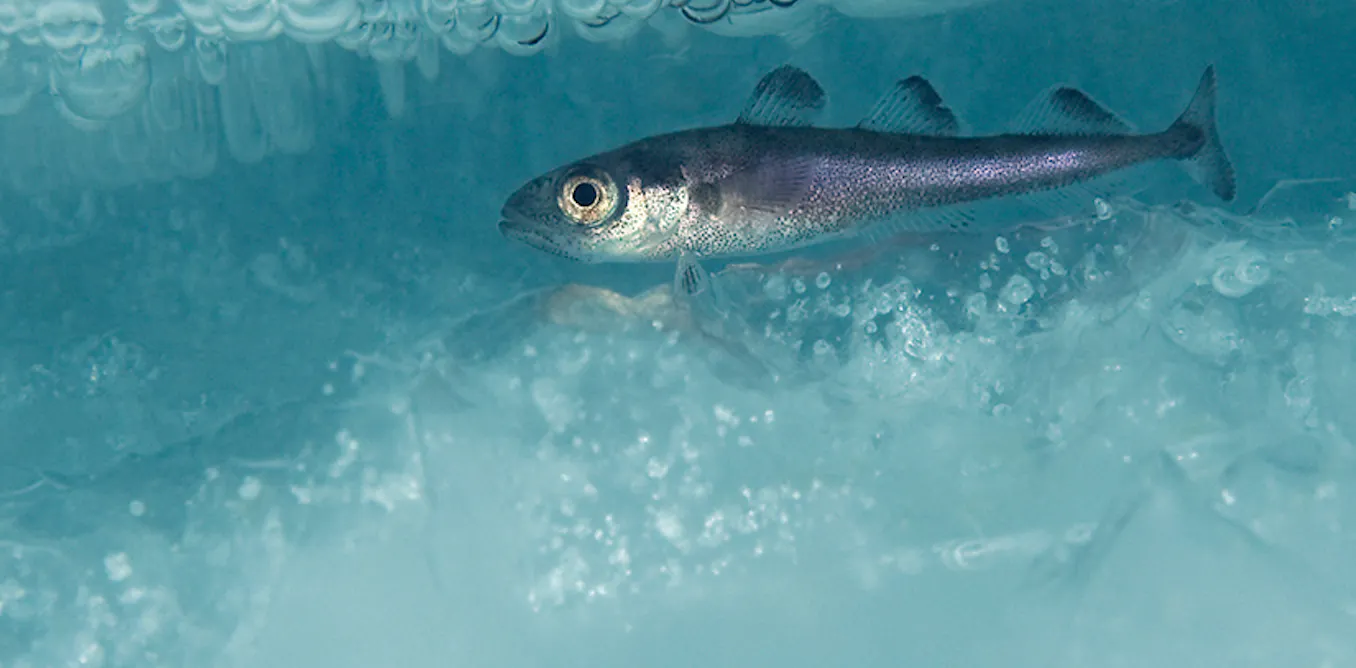 This successful Arctic fishing treaty has kept Russia, China, the US and others working together for 5 years – it could be a model for future diplomacy