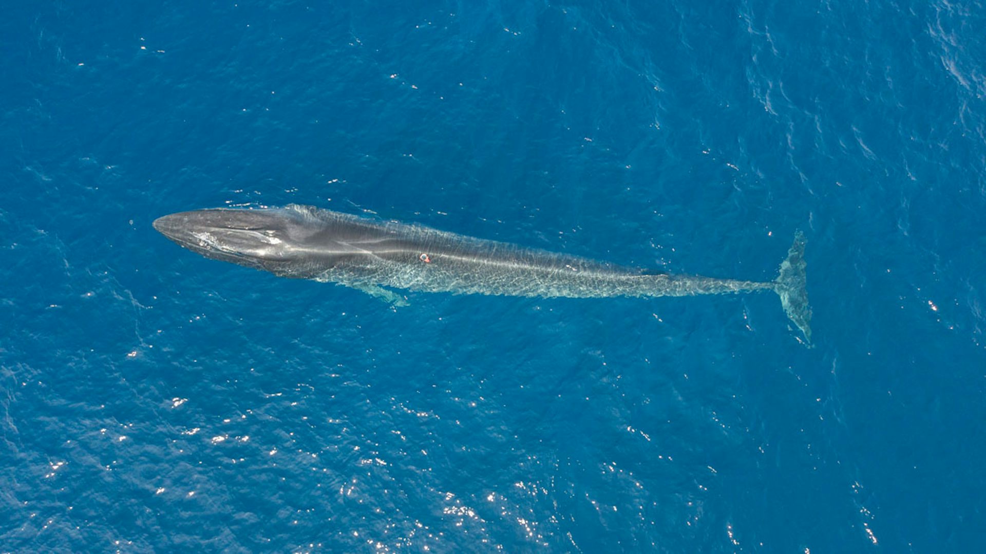 Première scientifique : nous avons réussi à enregistrer l’activité cardiaque d’un rorqual commun en liberté