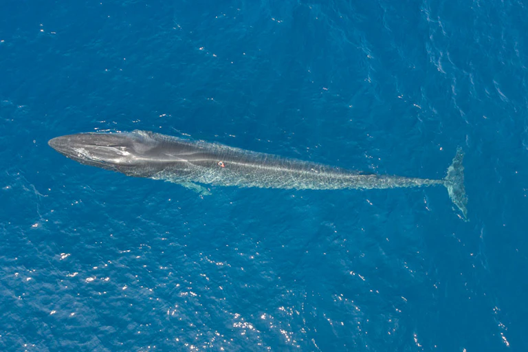 Le rorqual commun équipé de la balise multicapteurs qui a permis l'enregistrement de son activité cardiaque