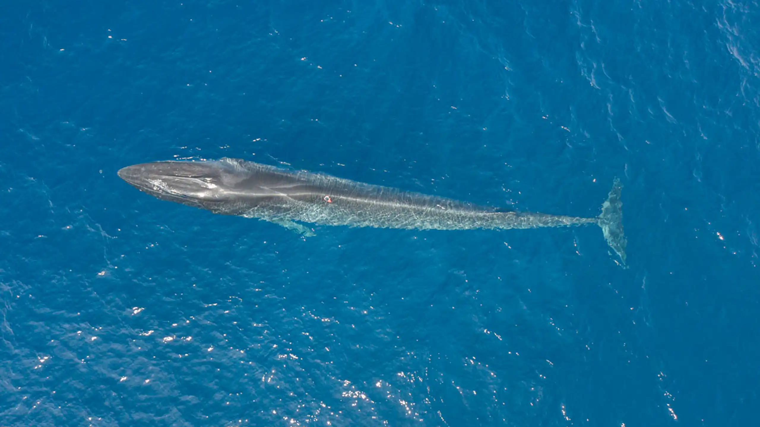Le rorqual commun équipé de la balise multicapteurs qui a permis l'enregistrement de son activité cardiaque