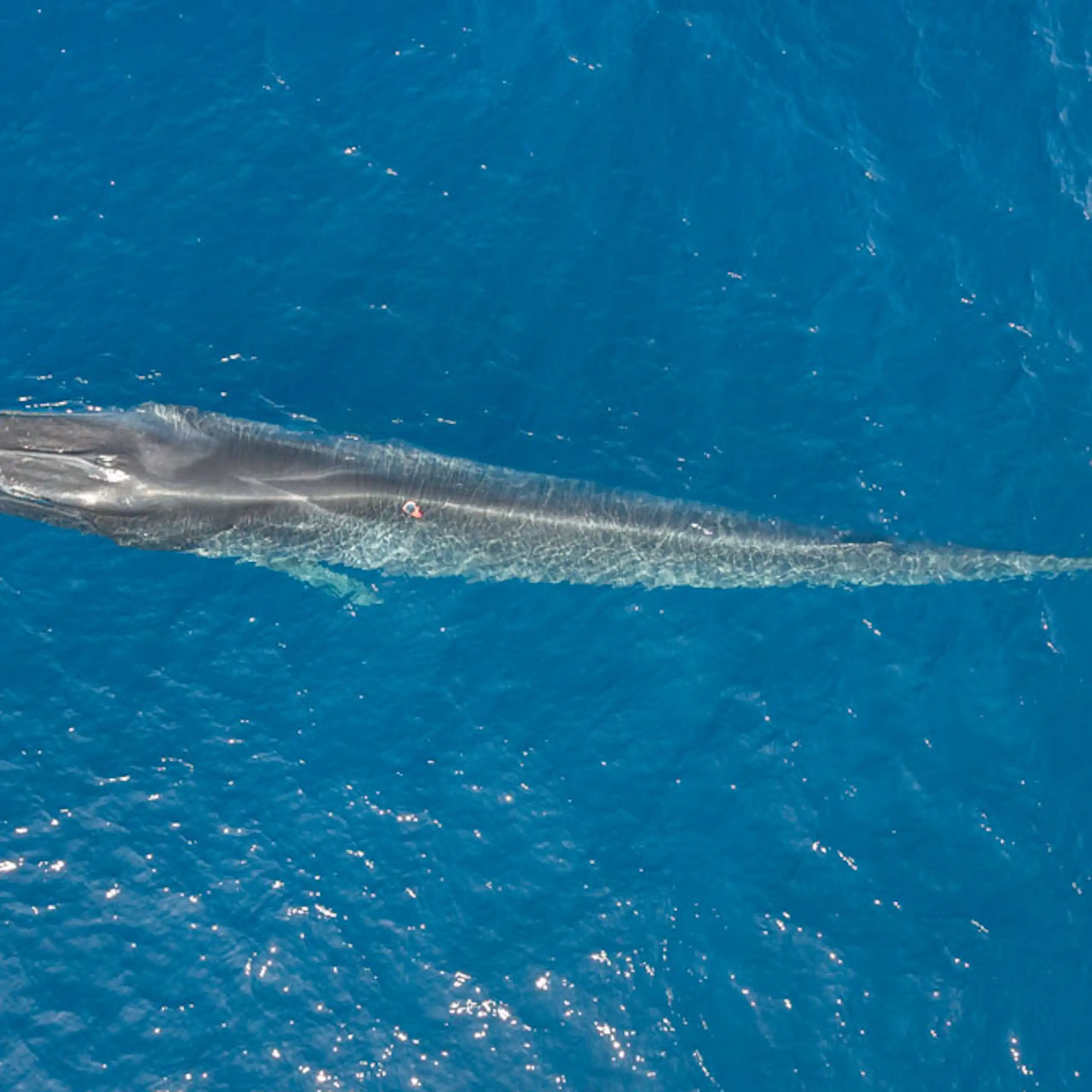 Le rorqual commun équipé de la balise multicapteurs qui a permis l'enregistrement de son activité cardiaque