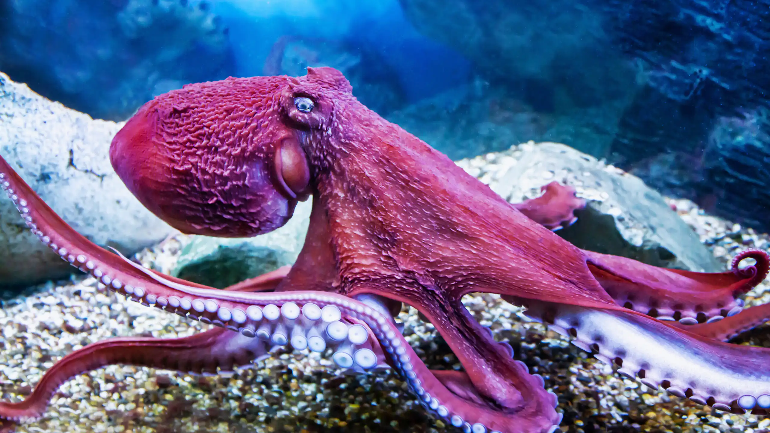Pulpo de color lila
