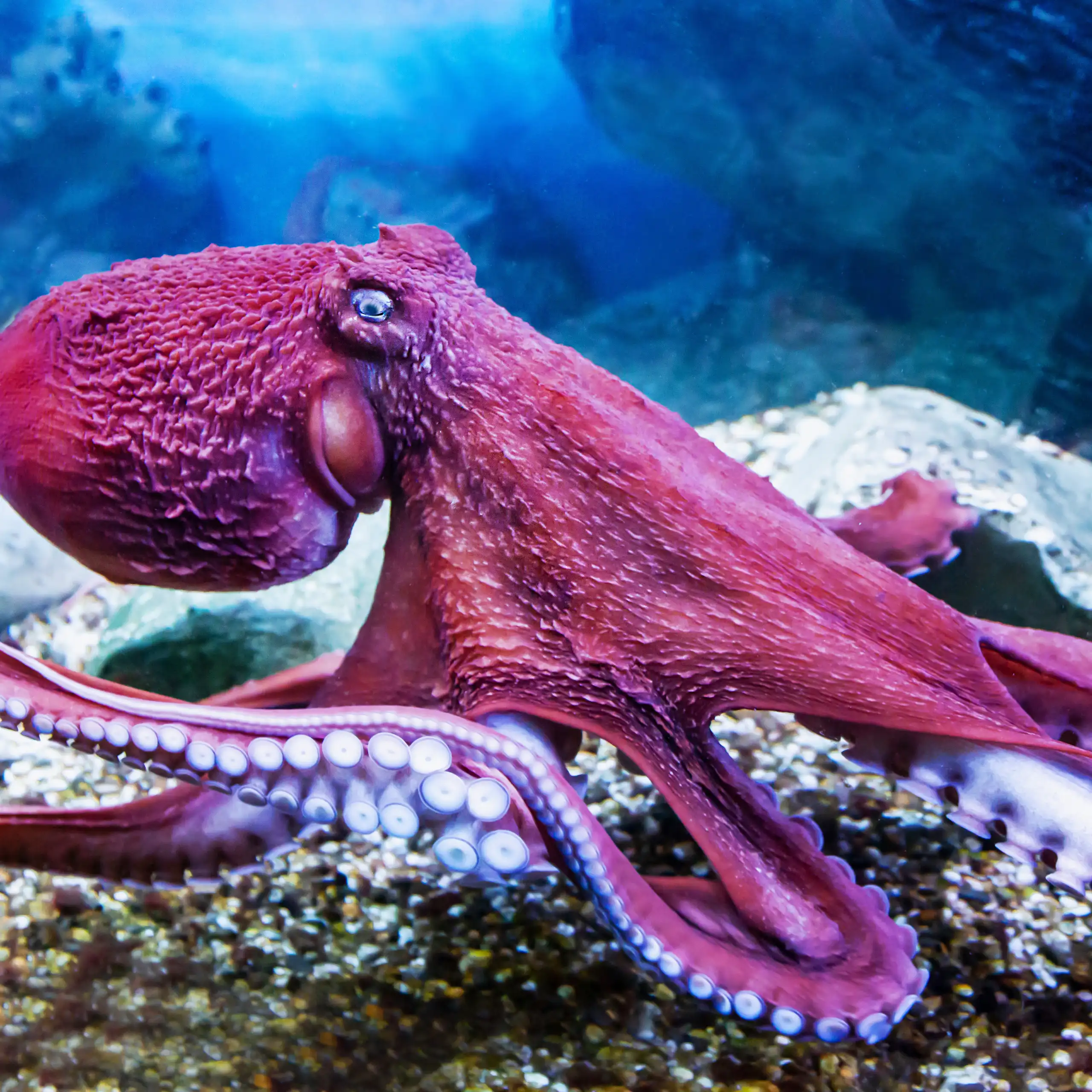 Pulpo de color lila