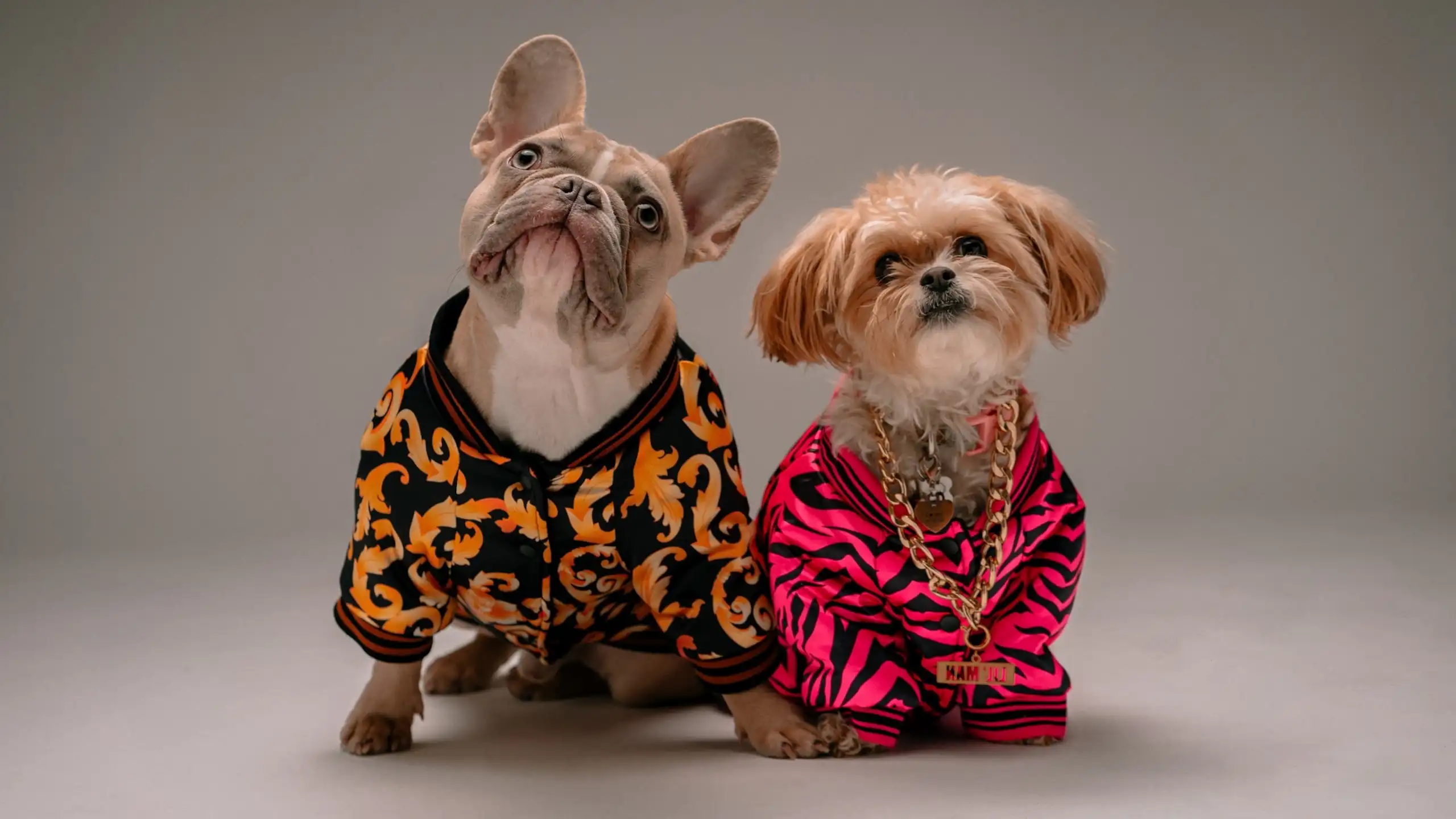 Deux chiens habillés de vêtements de luxe