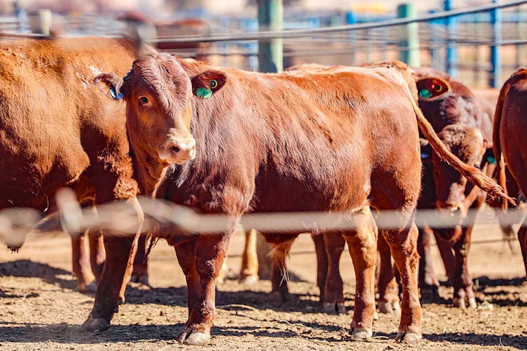 Cattle in a pen
