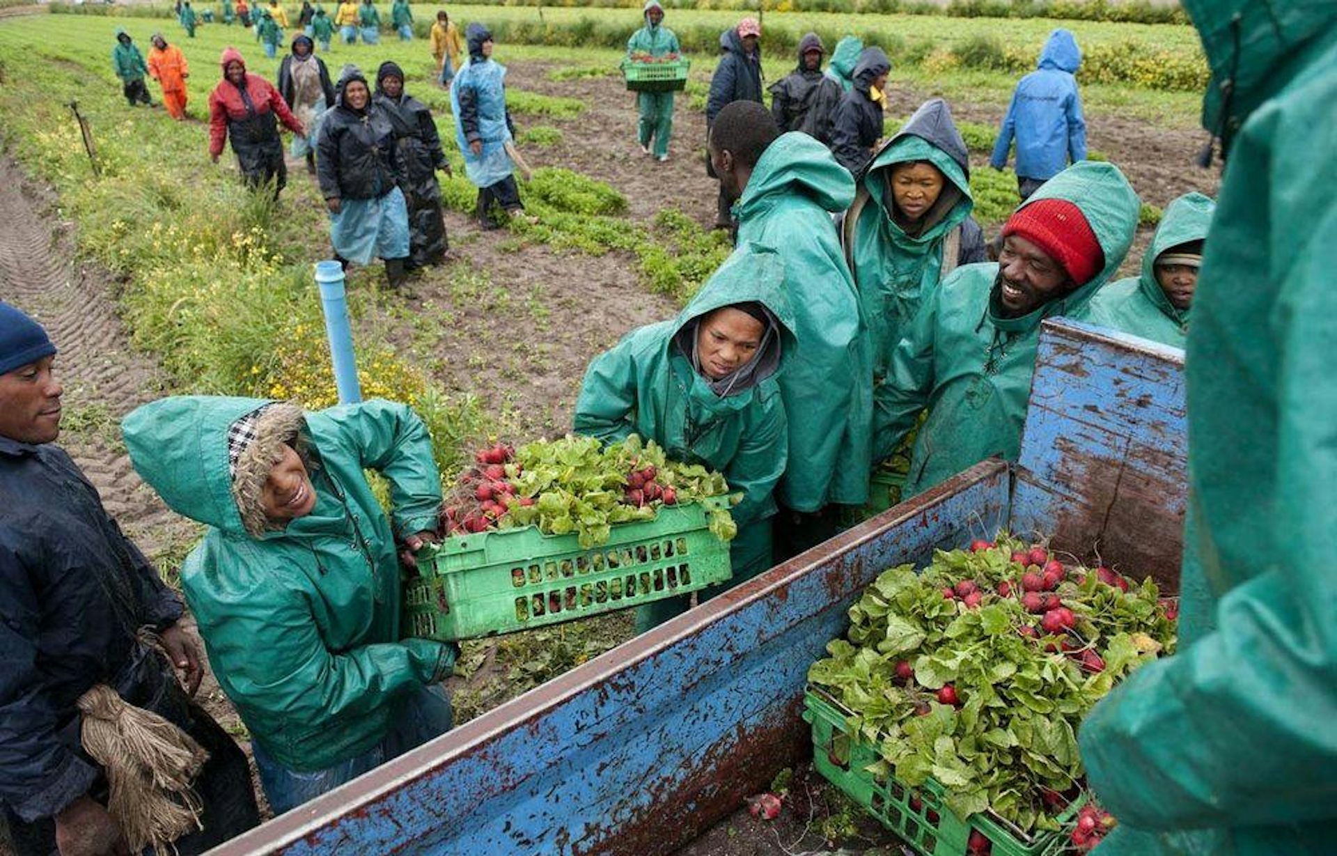 People in green overalls load up baskets of fresh vegetables onto a truck