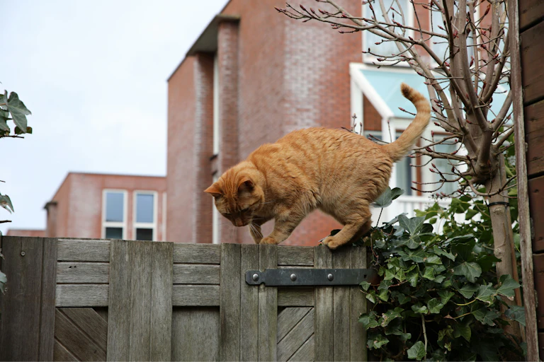 Un chat orange se promène sur une clôture