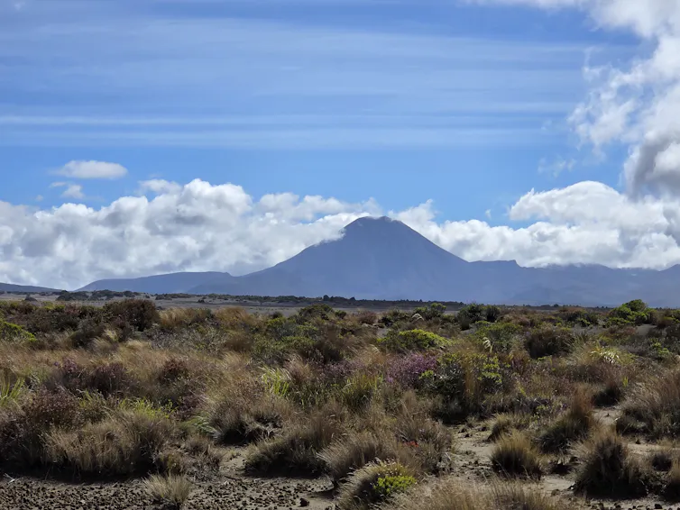 An alpine landscape of heather and native tussocks, with Mount Ruapehu in the background.