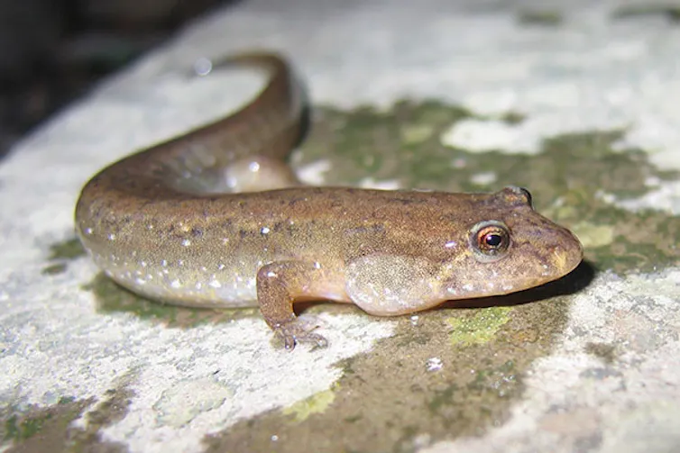 Une salamandre brune parsemée de mouchetures blanches sur ses flancs sur une roche.