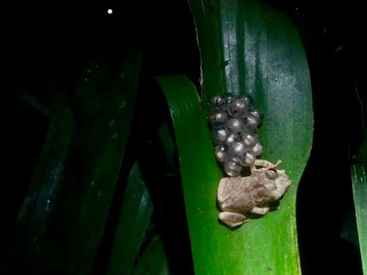 frog sitting on a leaf next to a group of eggs
