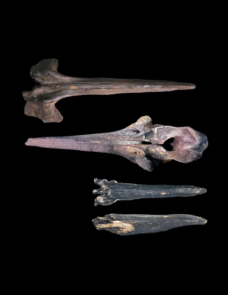 Three weathered skulls against a black background.