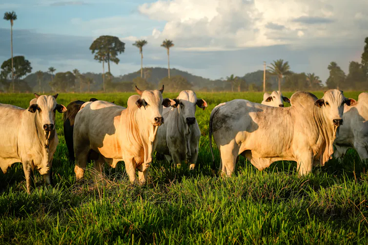 white cows grazing