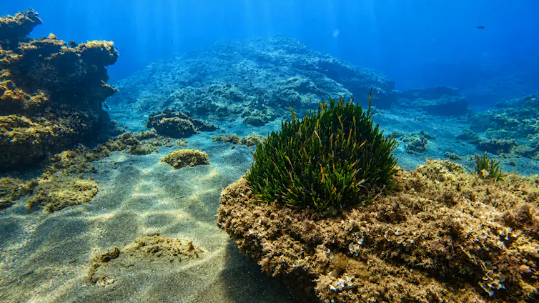 Fotografía submarina de un fondo mediterráneo poco profundo, con agua azul clara, rocas, arena y un parche de Posidonia oceanica en primer plano.