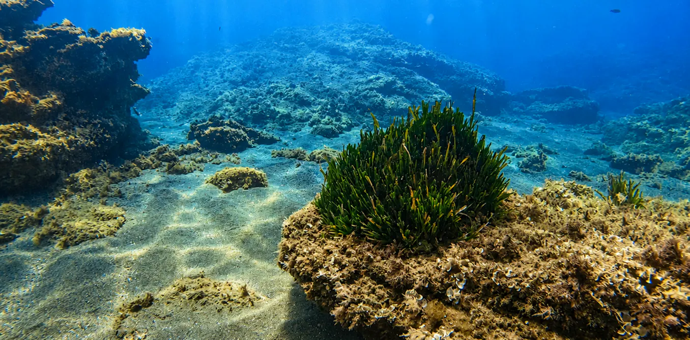 El calentamiento del mar acorrala a la posidonia, pulmón del Mediterráneo