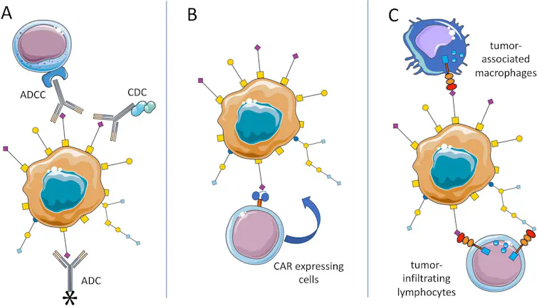 Para matar el cáncer es necesario que las células inmunitarias se infiltren en el microambiente hostil del tumor; los escudos de azúcar pueden ayudarles a atravesarlo. 1 Diagrama que muestra diferentes células unidas a protuberancias de células delgadas.