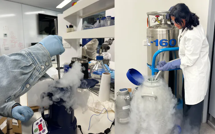 A scientist holding a liquid nitrogen hose and pumping it into a container.