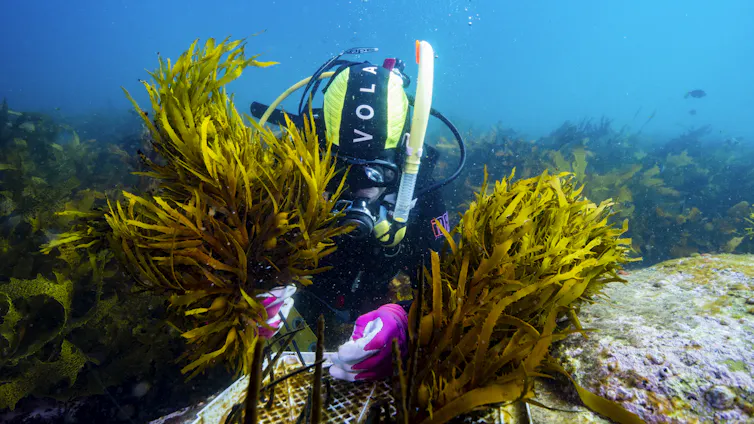 A scuba diver transplanting seaweed