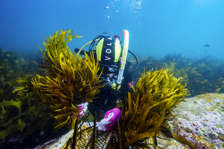 A scuba diver transplanting seaweed
