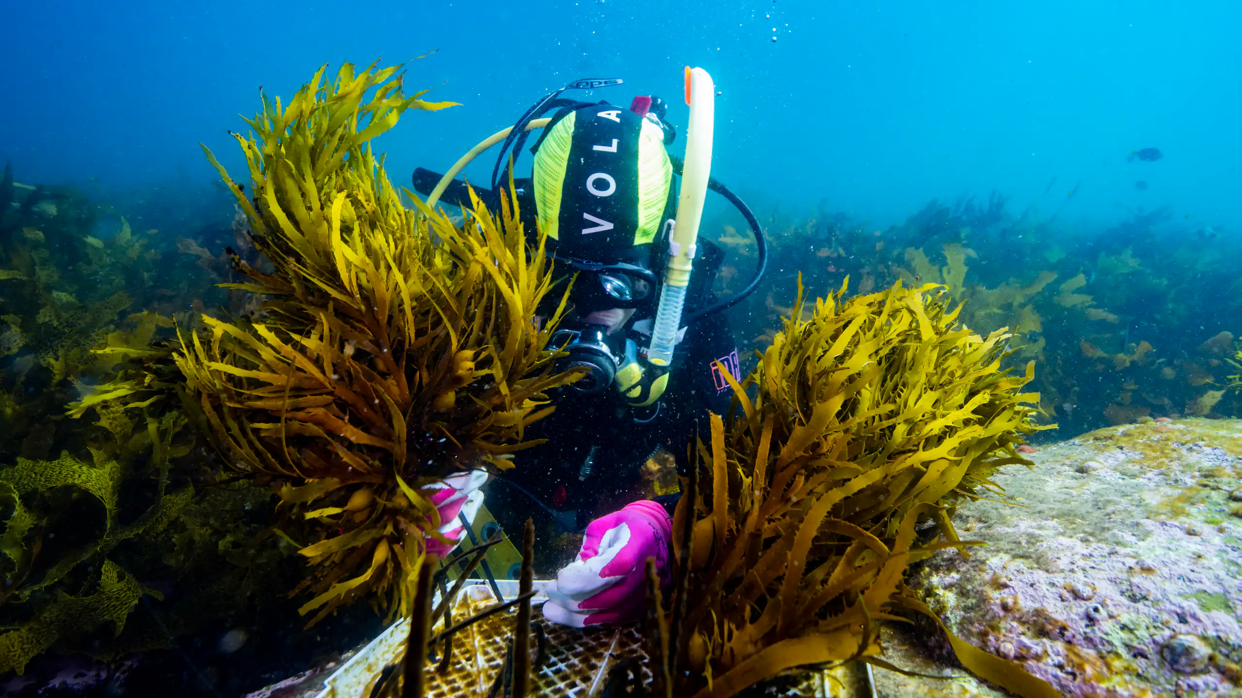 A scuba diver transplanting seaweed