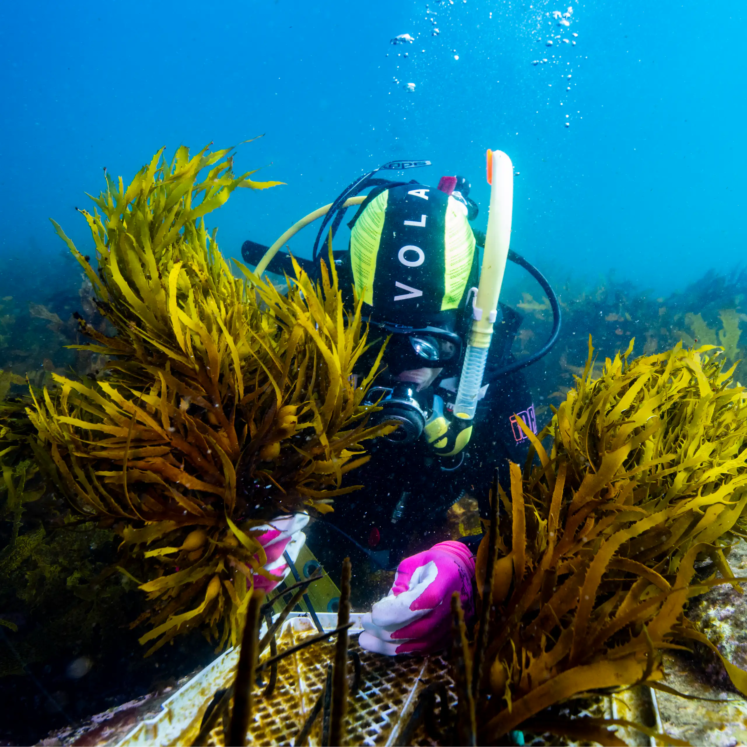 A scuba diver transplanting seaweed