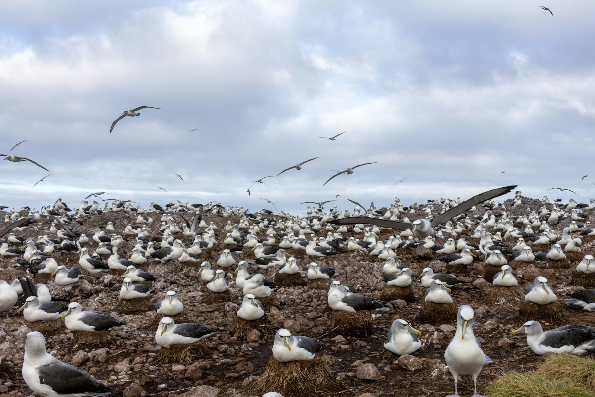 Albatross Island shy albatross colony showing incubating adults on nests.