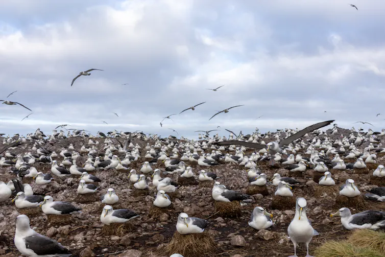 Albatross Island shy albatross colony showing incubating adults on nests.