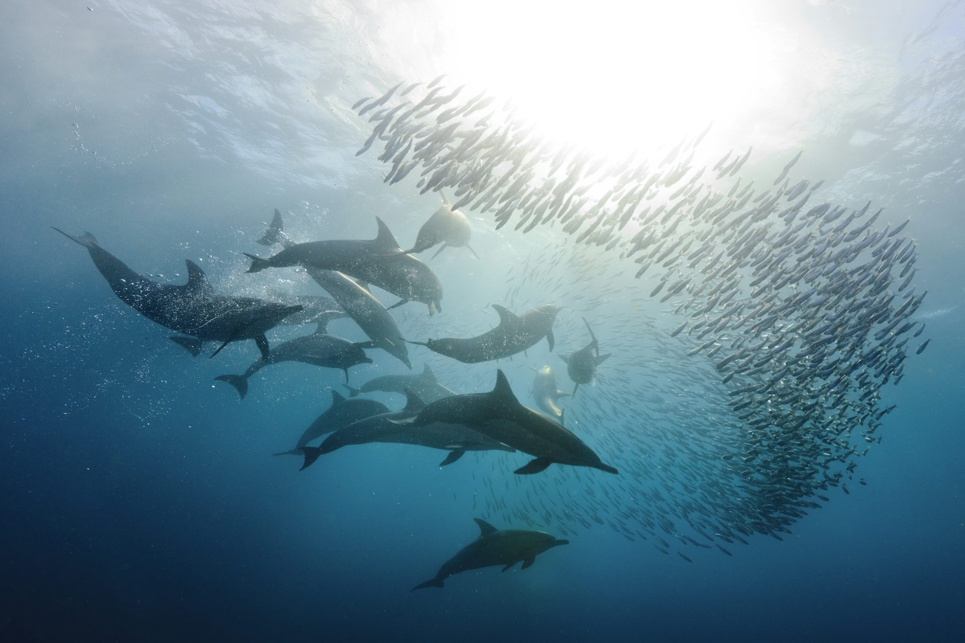 Levels of ‘forever chemicals’ in dolphins and whales are rising globally