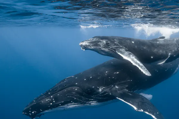 humpback whale and calf swimming below the surface.